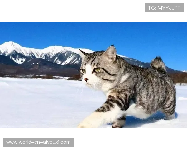 [选手名]的宠物生活：作为战队的“猫奴”代表，他的直播间背景里永远有一个高冷的猫爬架🐱